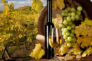 Вирощувати виноград в Україні – рентабельно
